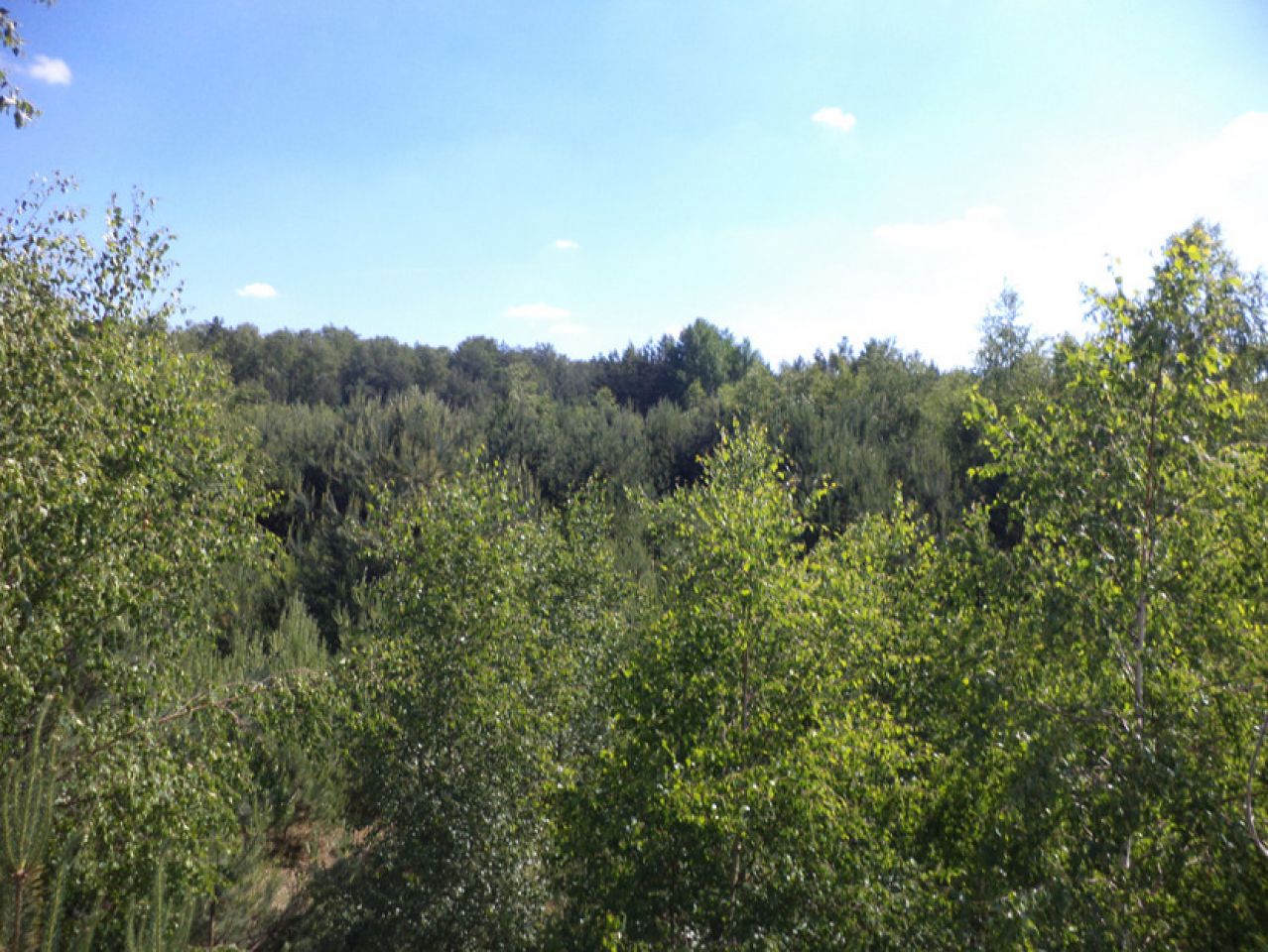 Działka leśna Rędziny. Zdjęcie 12