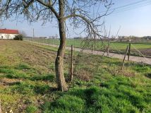 Działka budowlana Kietrz, ul. Żeromskiego. Zdjęcie 2