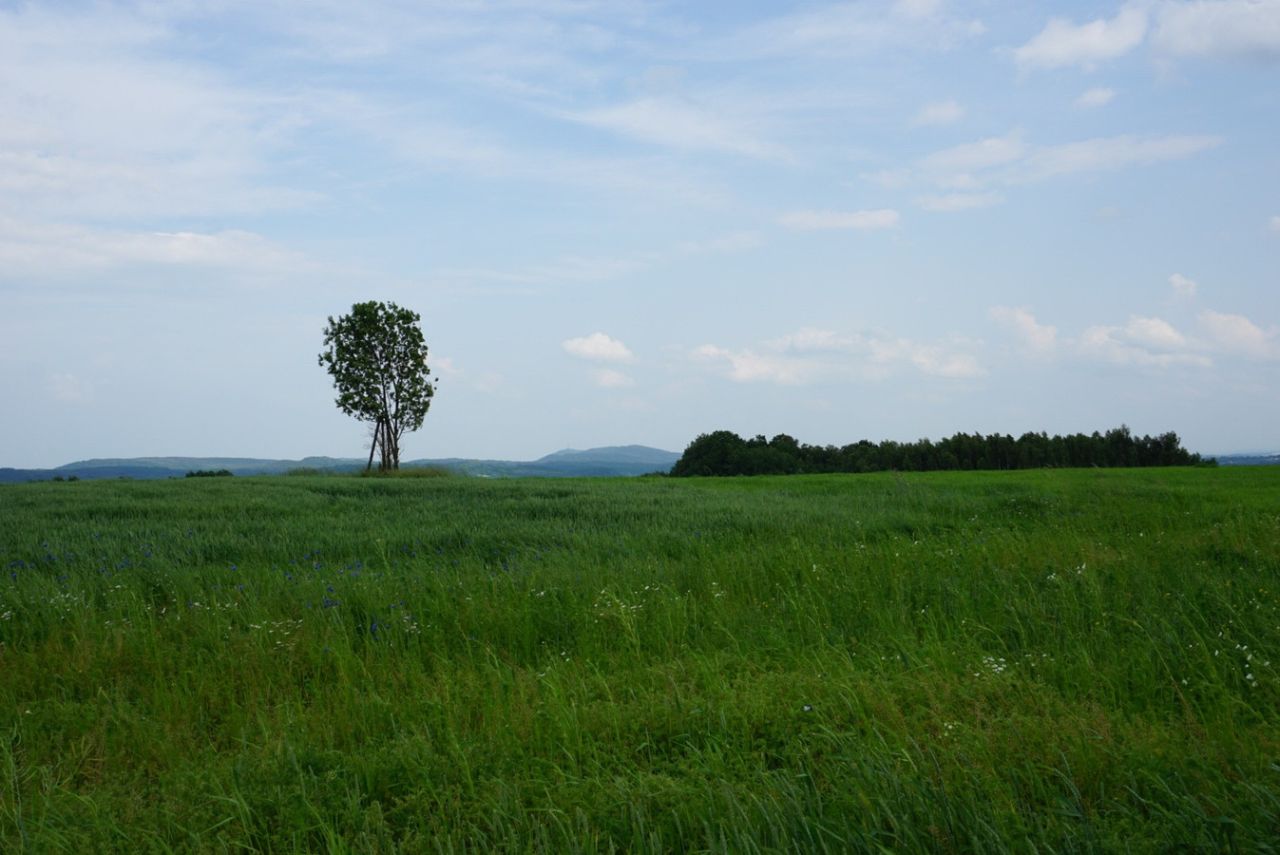 Działka budowlana Przybówka. Zdjęcie 15