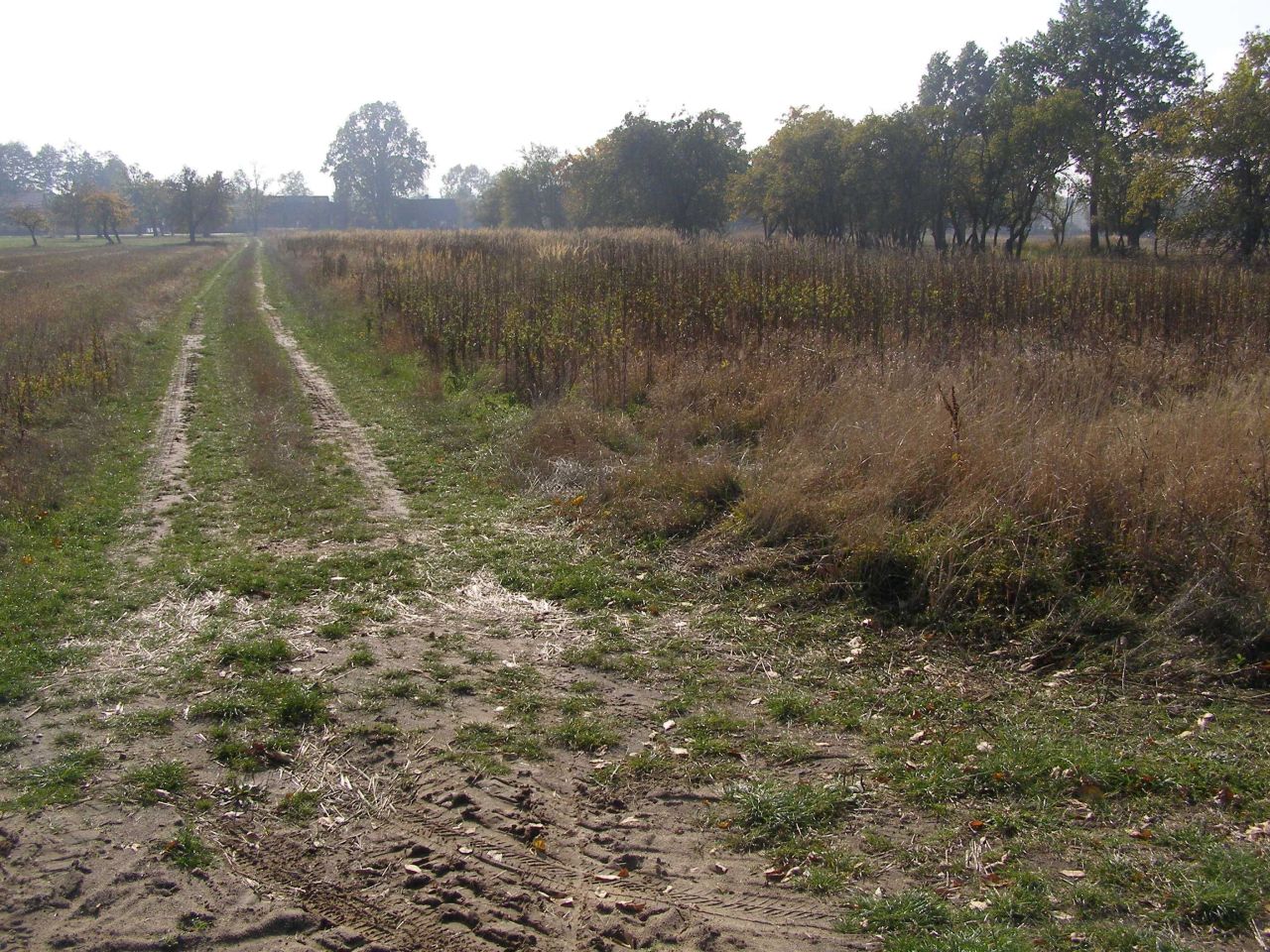 Działka rolno-budowlana Magdalenów. Zdjęcie 5