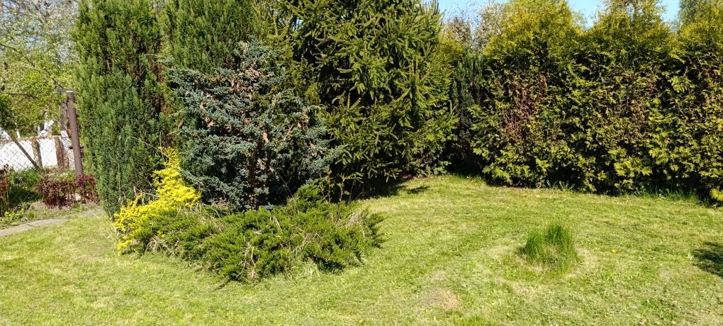 Działka rod Gliwice Sośnica, ul. Królewskiej Tamy. Zdjęcie 4