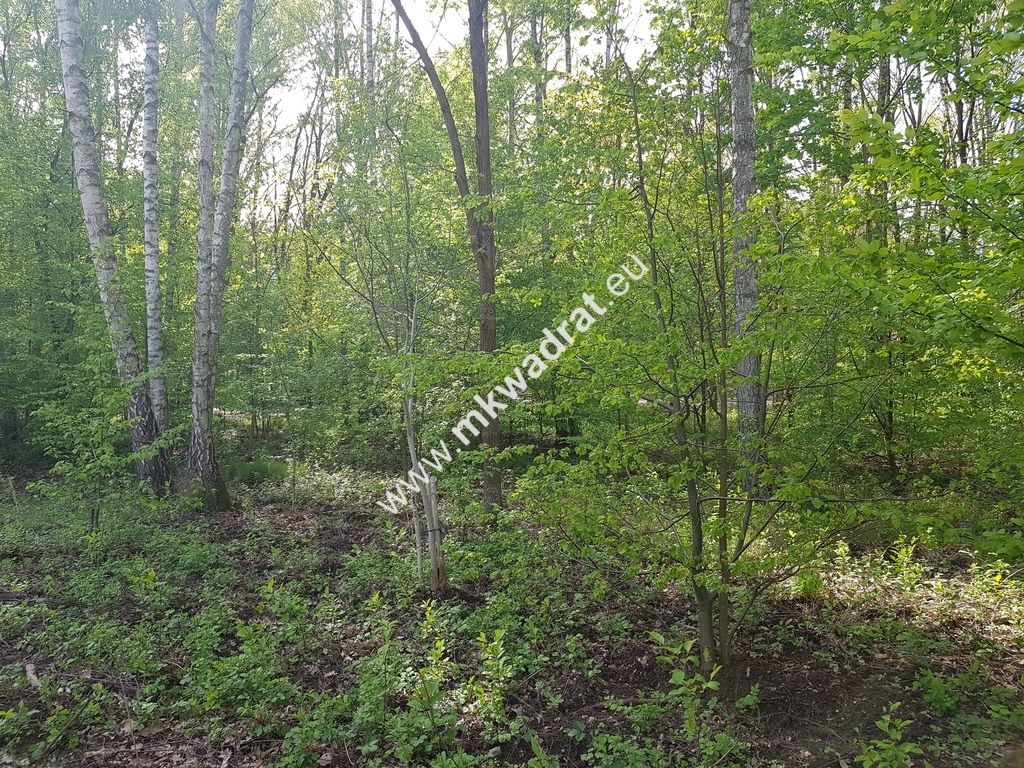 Działka rolna Stare Budy Radziejowskie. Zdjęcie 2