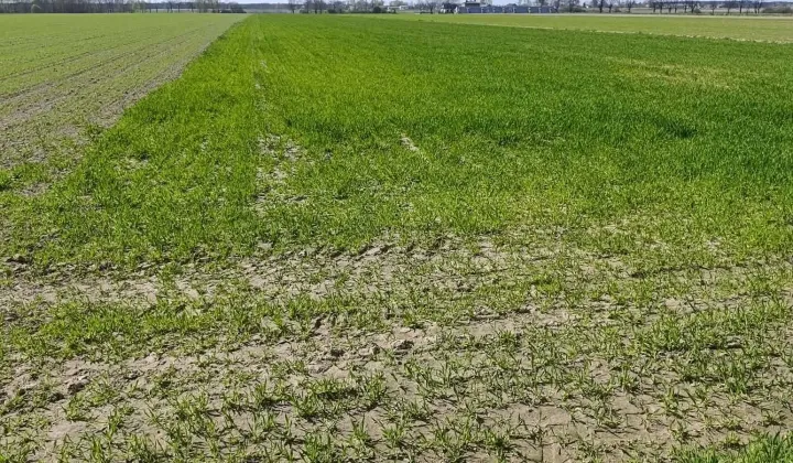 Działka rolna Radoszewice