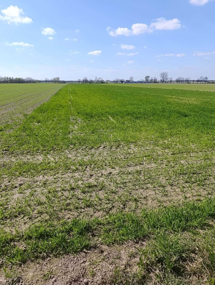 Działka rolna Radoszewice. Zdjęcie 1