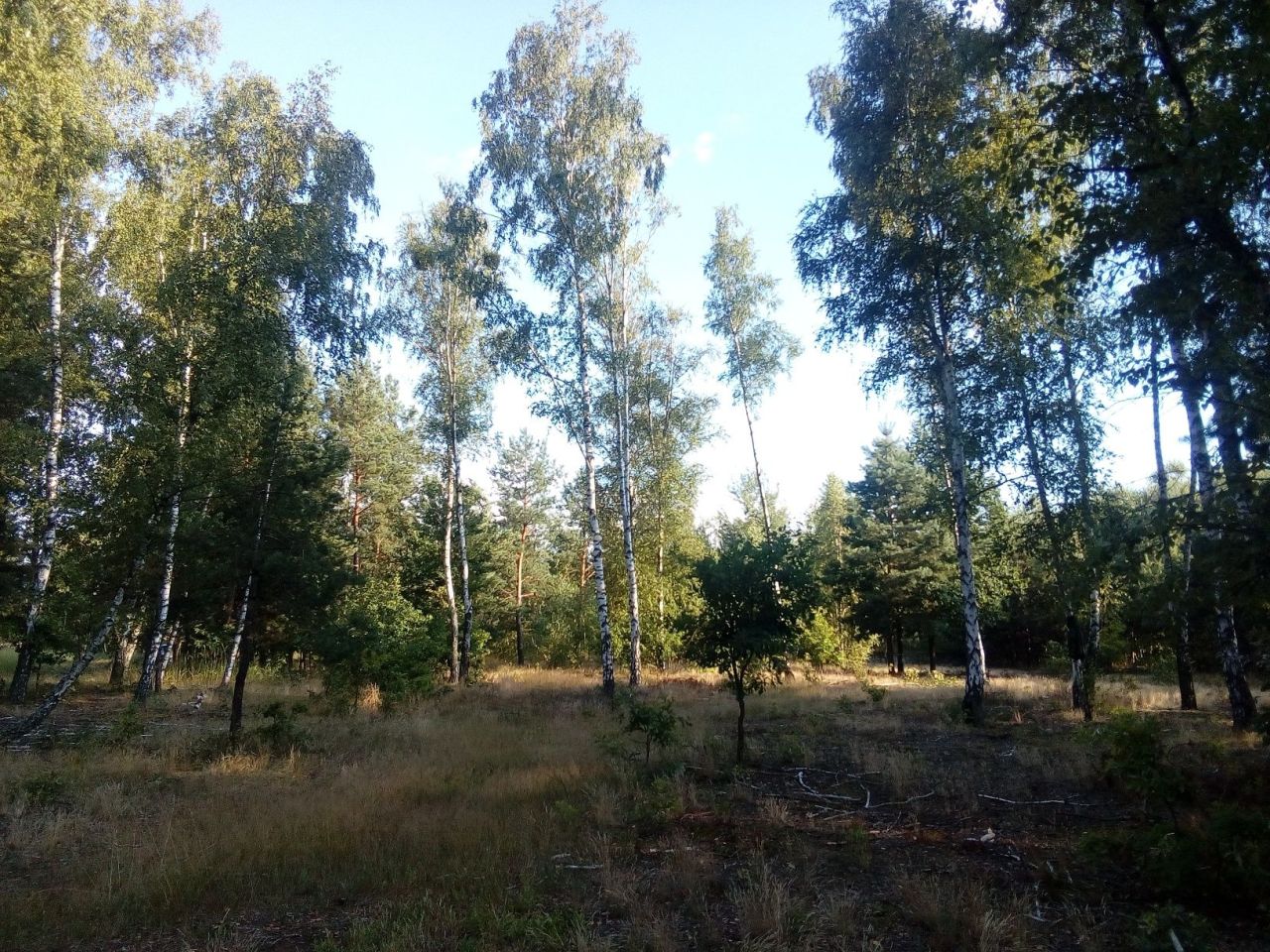 Działka Adamów. Zdjęcie 5