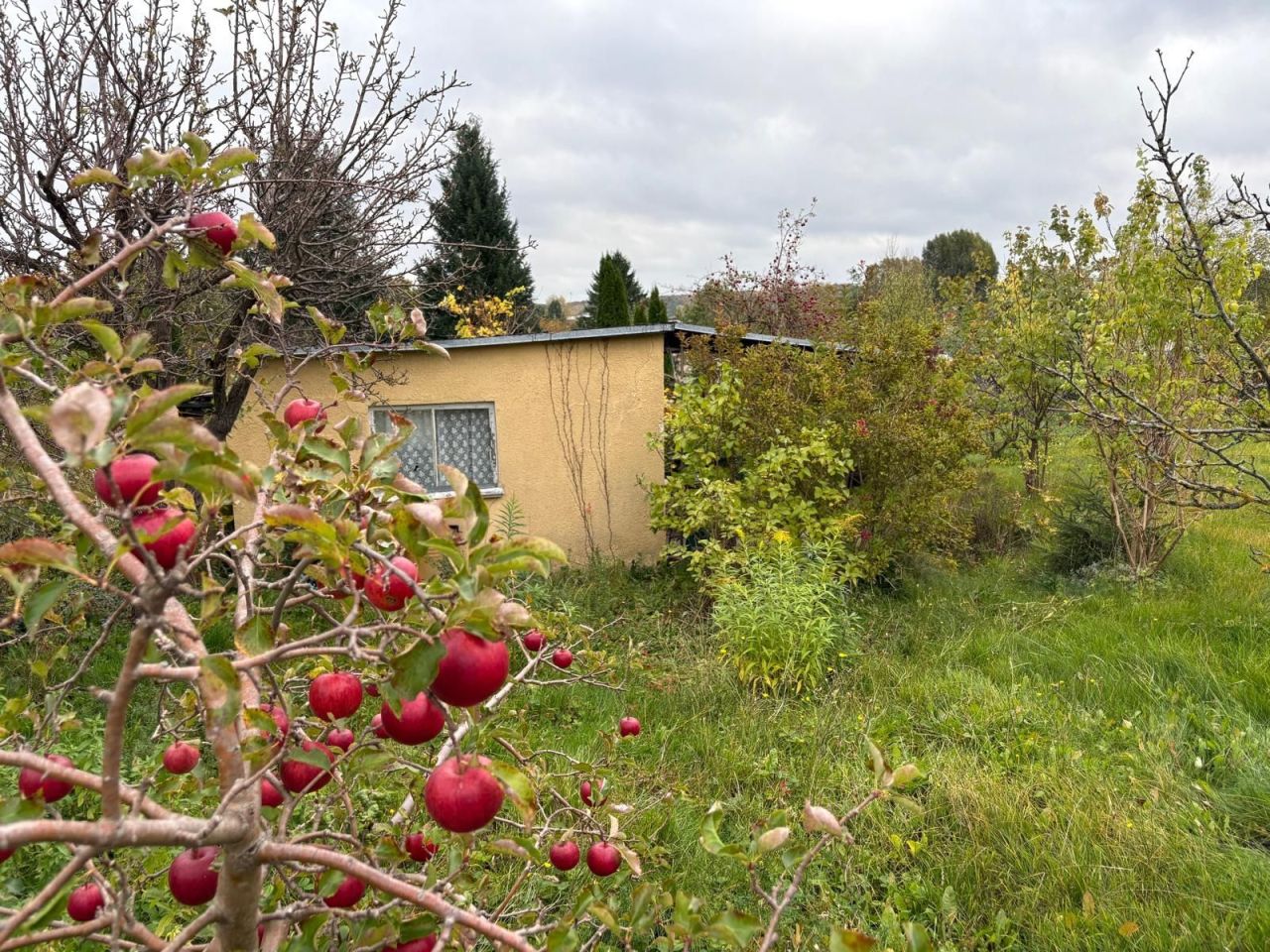Działka rod Elbląg, ul. Tadeusza Kościuszki. Zdjęcie 2