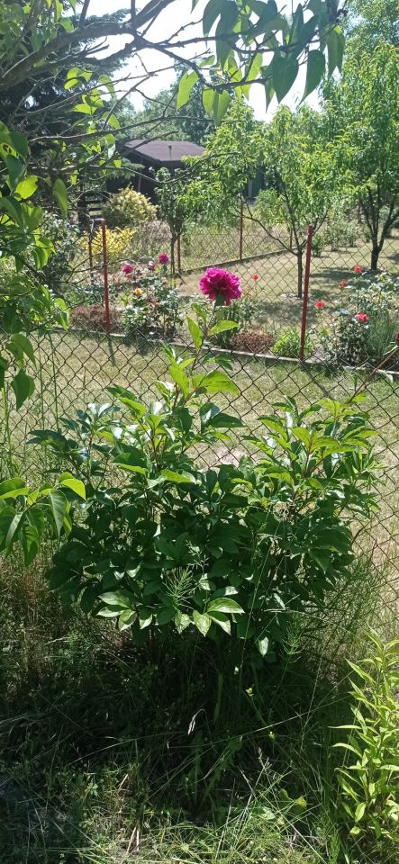 Działka rod Łódź Widzew, ul. Lodowa. Zdjęcie 13