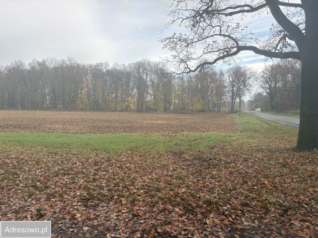 Działka budowlana Otmuchów, ul. Lipowa. Zdjęcie 1