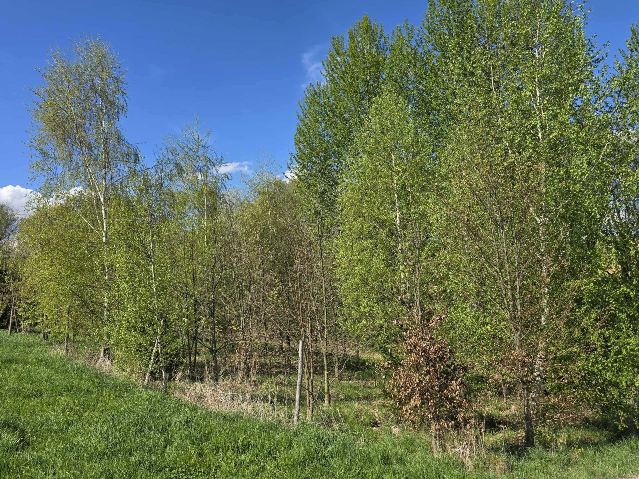 Działka rolno-budowlana Jankowa. Zdjęcie 3