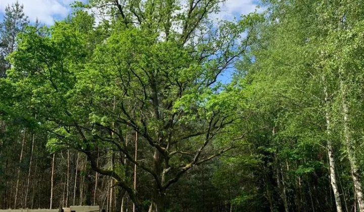 Działka budowlana Stanięcice