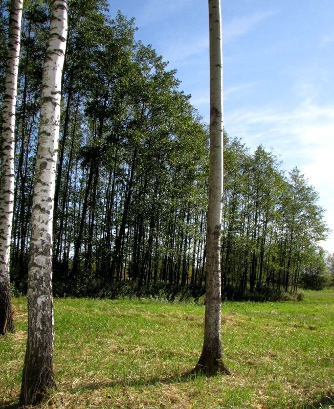 Działka budowlana Czarna Sędziszowska. Zdjęcie 9
