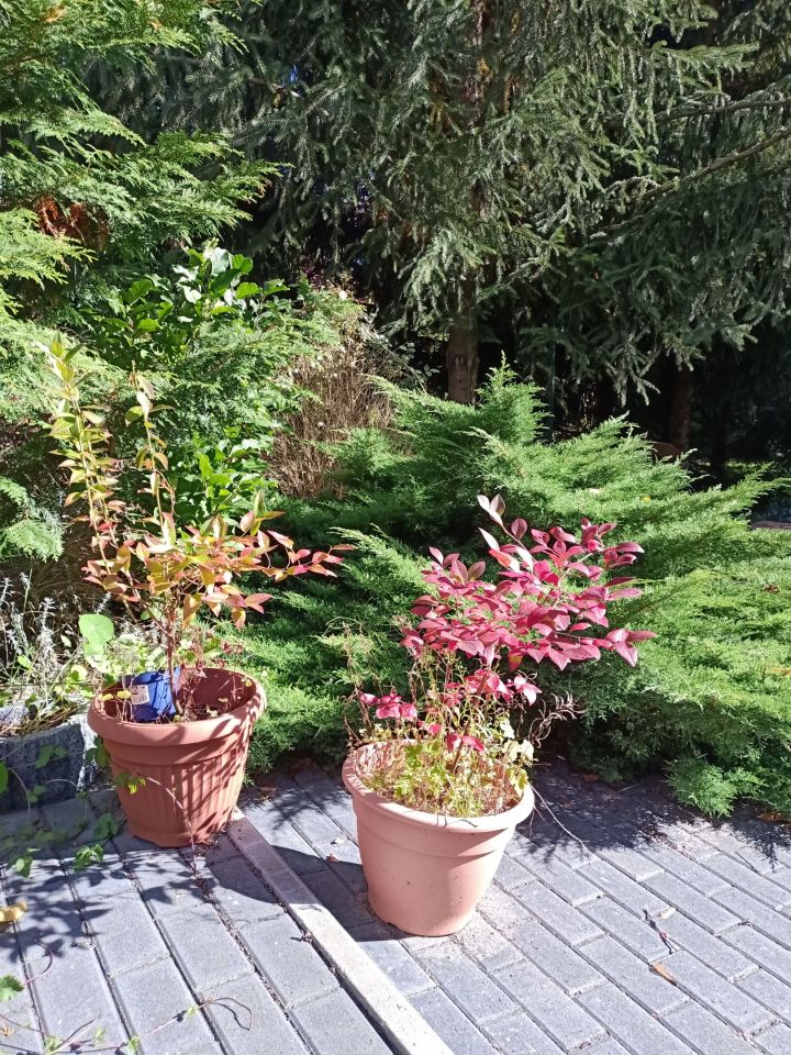 dom wolnostojący, 5 pokoi Gorzów Wielkopolski Wieprzyce, ul. Kostrzyńska. Zdjęcie 13