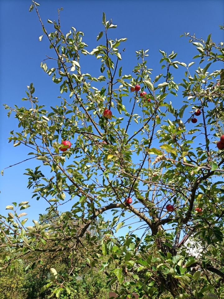 Działka rod Świnoujście Paprotno, ul. Krzywa. Zdjęcie 4
