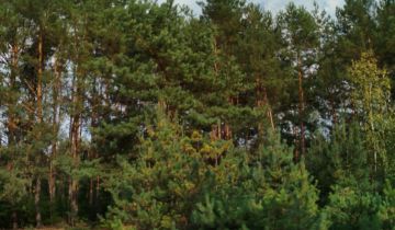 Działka leśna Borowiczki-Pieńki, ul. Borówkowa