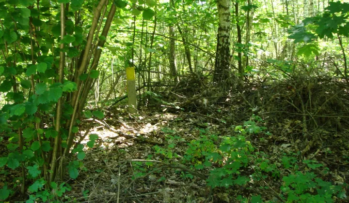 Działka leśna Smolarzyny