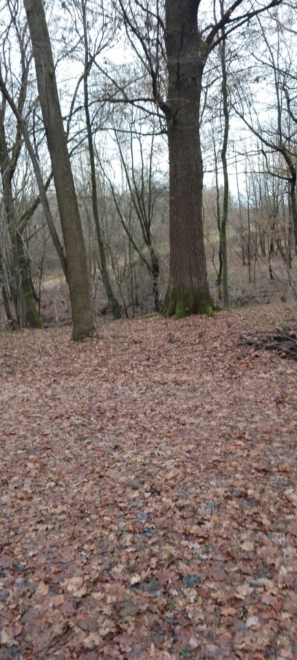 Działka leśna Osobnica Wiśniówki. Zdjęcie 6