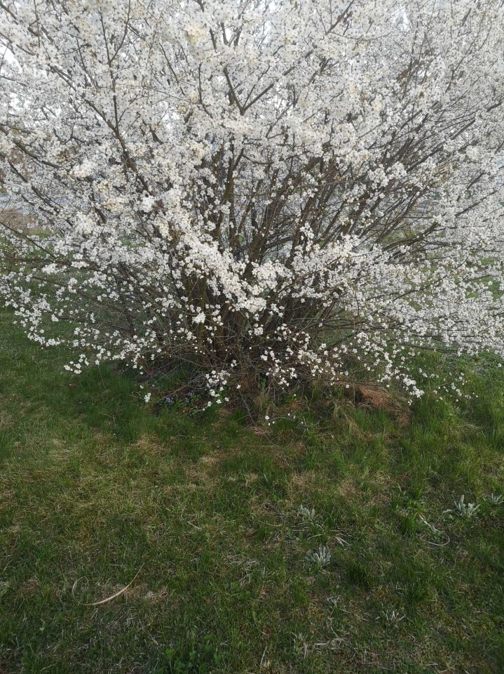 Działka rod Oleśnica, ul. Bolesława Limanowskiego. Zdjęcie 7