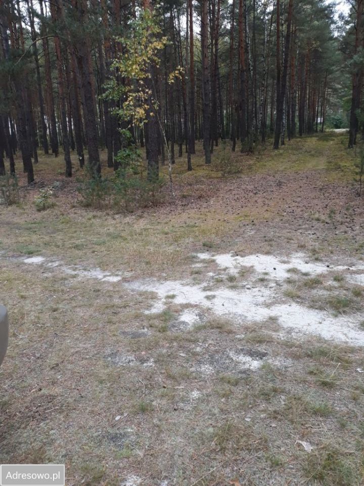 Działka leśna Cyganówka. Zdjęcie 9