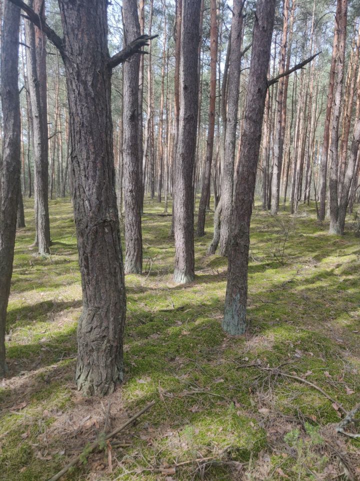 Działka rekreacyjna Rząsawa. Zdjęcie 6