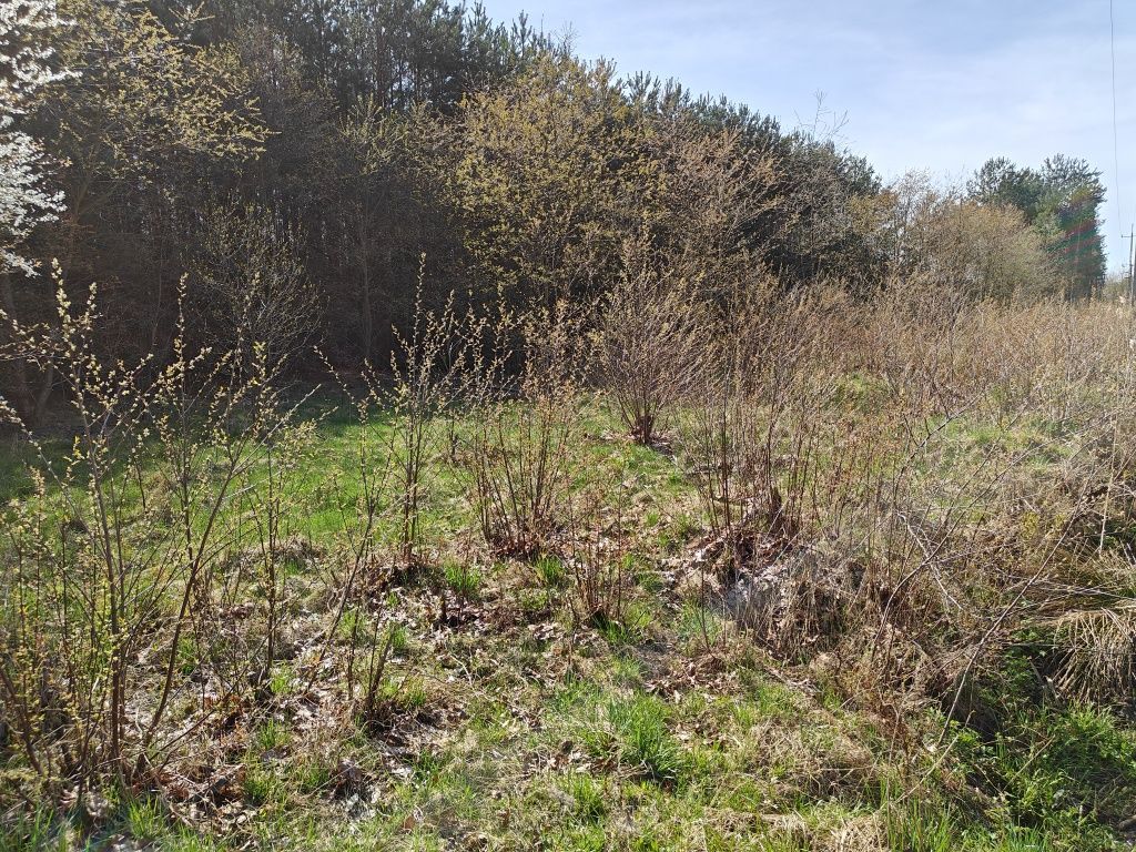 Działka rolno-budowlana Pogorzelec. Zdjęcie 6