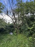 Działka rod Tarnów Mościce, ul. Azotowa. Zdjęcie 4