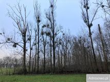 Nieruchomość komercyjna Łagiewniki Wielkie. Zdjęcie 1