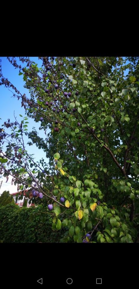 Działka rod Dąbrowa Górnicza. Zdjęcie 3