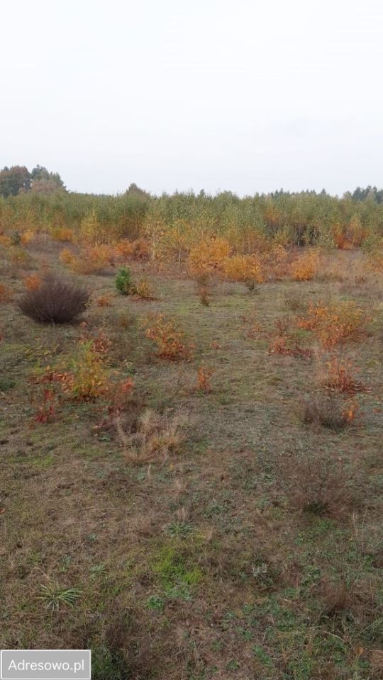 Działka rolno-budowlana Jania Góra. Zdjęcie 4