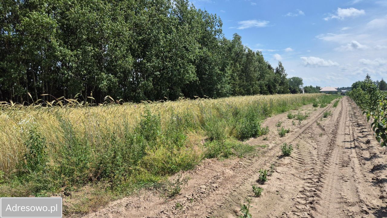 Działka rolno-budowlana Grudzkowola. Zdjęcie 7