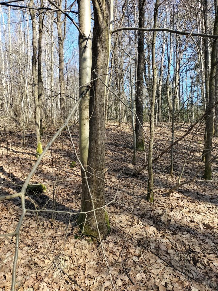 Działka leśna Brzezowa. Zdjęcie 11