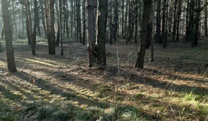 Działka budowlana Radziądz