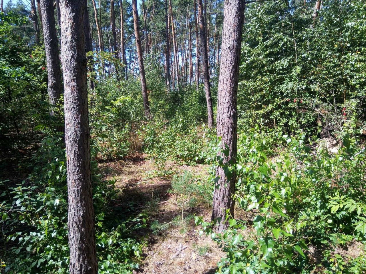 Działka rekreacyjna Wiewiórczyn. Zdjęcie 7