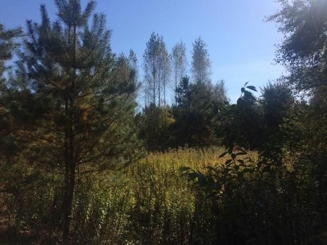 Działka rekreacyjna Trzcianka Zarzecze. Zdjęcie 2