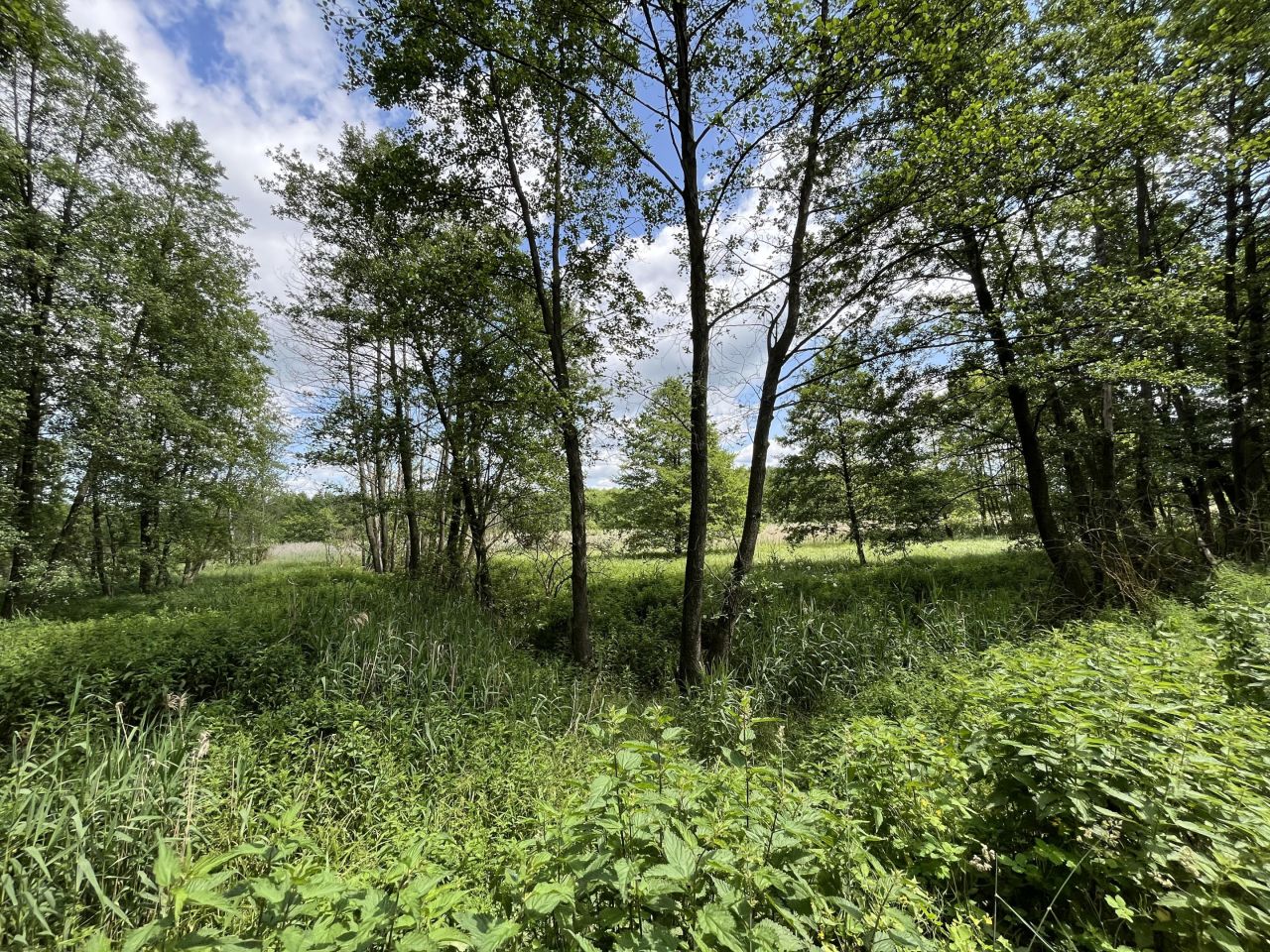 Działka rolna Siennica Nadolna. Zdjęcie 10