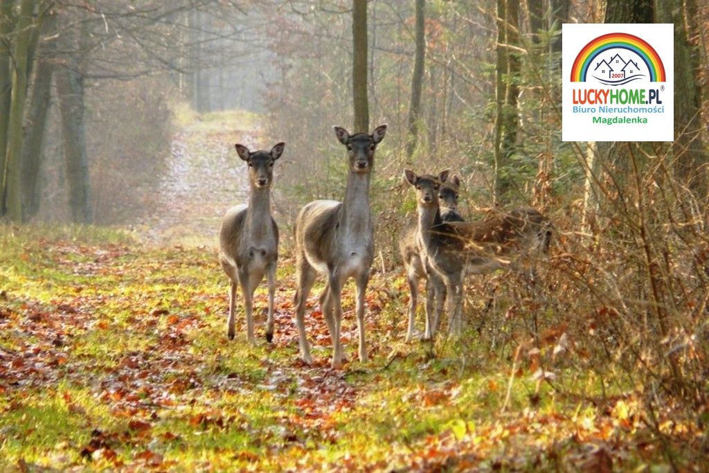Działka budowlana Kaleń-Towarzystwo, ul. Magnolii. Zdjęcie 3