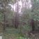 Działka leśna Dąbrowice. Zdjęcie 6