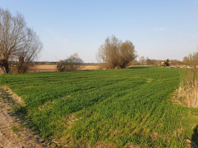 Działka siedliskowa Stegienka. Zdjęcie 2