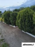 Działka rod Krotoszyn, ul. Raszkowska. Zdjęcie 4