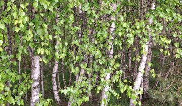 Działka budowlana Soszyce