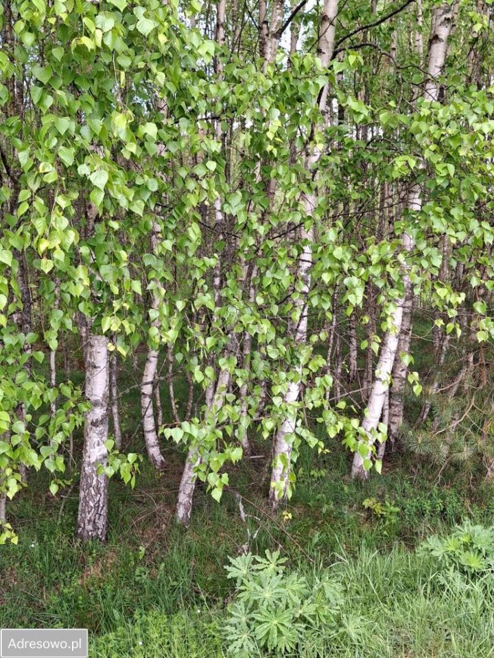 Działka budowlana Soszyce. Zdjęcie 2