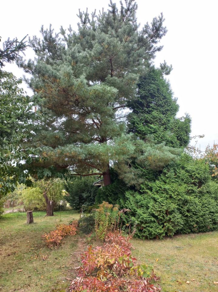 Działka rod Szczecin Krzekowo, ul. Waleriana Łukasińskiego. Zdjęcie 4