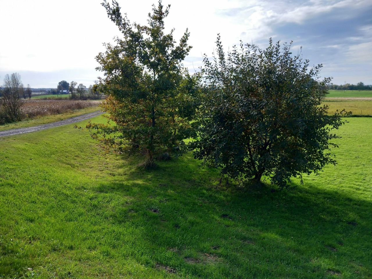 Działka budowlana Wojsławice. Zdjęcie 7