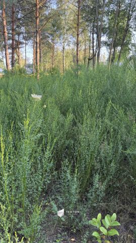 Działka budowlana Złotokłos. Zdjęcie 2