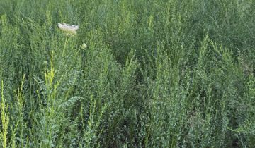 Działka budowlana Złotokłos