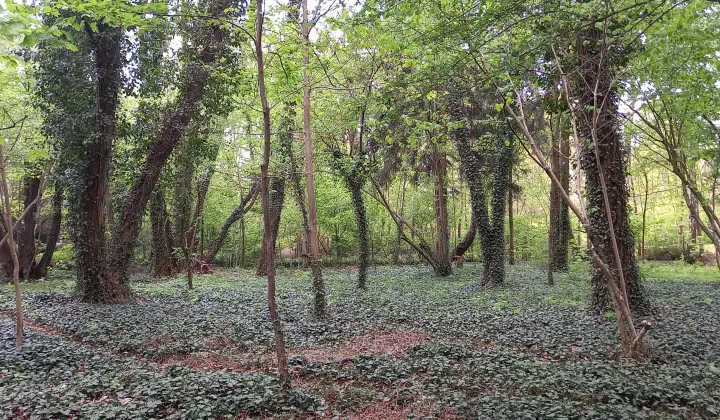 Działka budowlana Sokolniki-Las, ul. Zwycięska