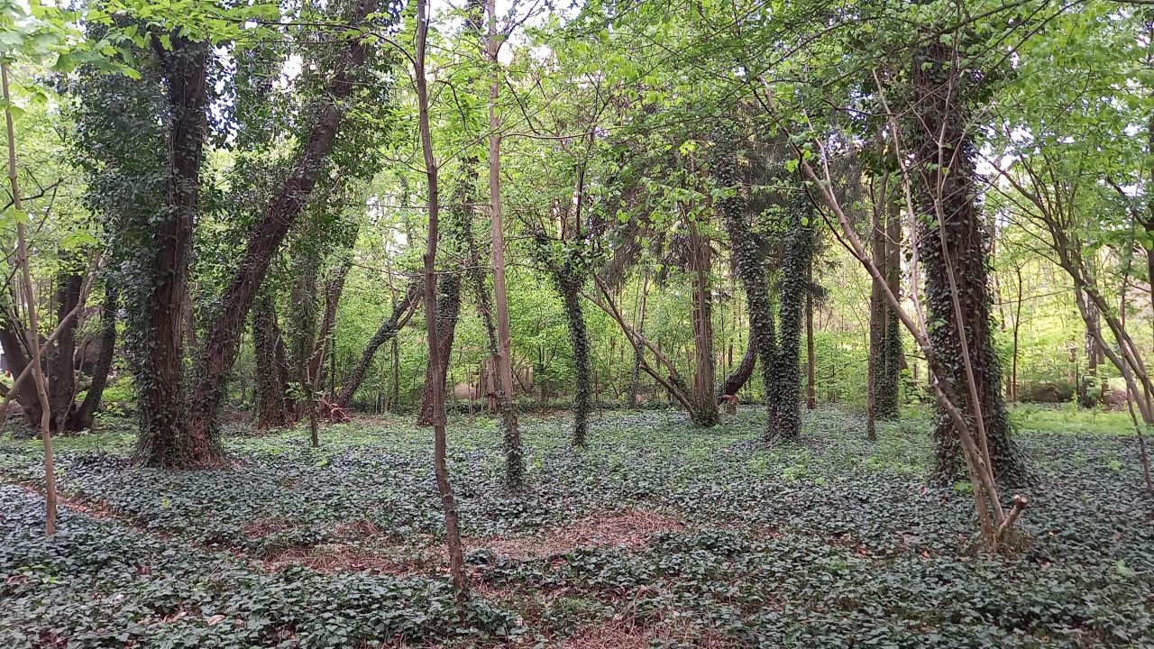 Działka budowlana Sokolniki-Las, ul. Zwycięska