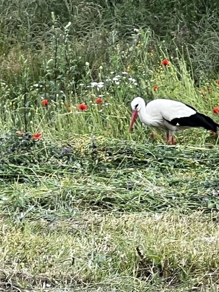 Działka rolno-budowlana Brajniki. Zdjęcie 7