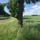 Działka inwestycyjna Dobrzejowice. Zdjęcie 4