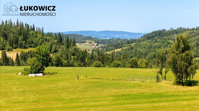 Działka leśna Pieniążkowice. Zdjęcie 5