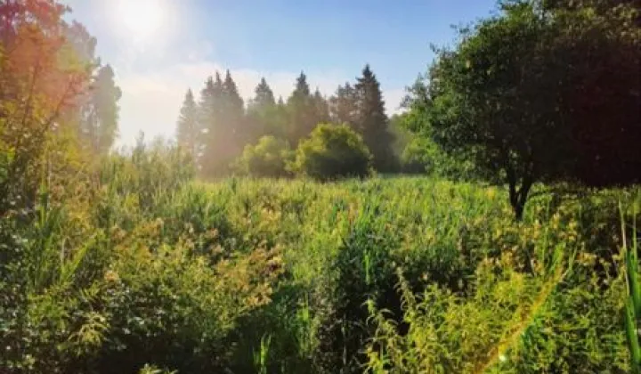 Działka rolna Strękowizna